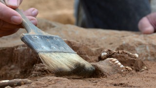 Hand mit Flachpinsel neben einem menschlichen Unterkiefer im Erdreich