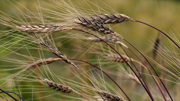 Wilder Weizen auf einem Feld