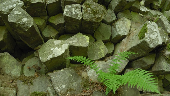 Typische Basaltsäulen in einem Wäldchen am Gangolfsberg (Bayern) - die tiefschwarze Farbe des Gesteins ist durch die oberflächliche Verwitterung nicht zu erkennen.