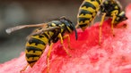 Zwei Wespen auf einer Wassermelone.