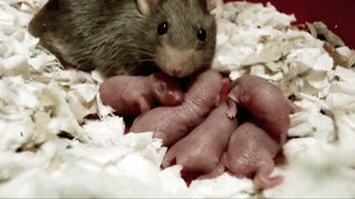 Eine Maus mit nackten Jungen in einem Lager aus Holzspänen.