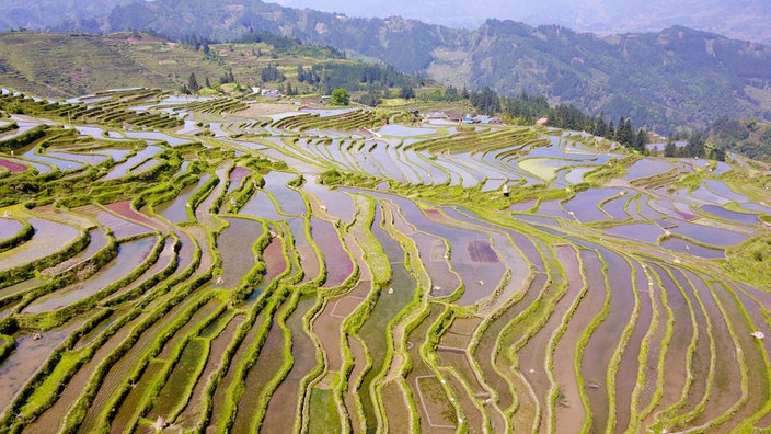 Reisterrassenfeld in China