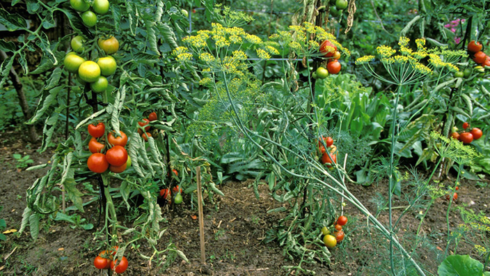 Tomatenpflanzen im Garten.