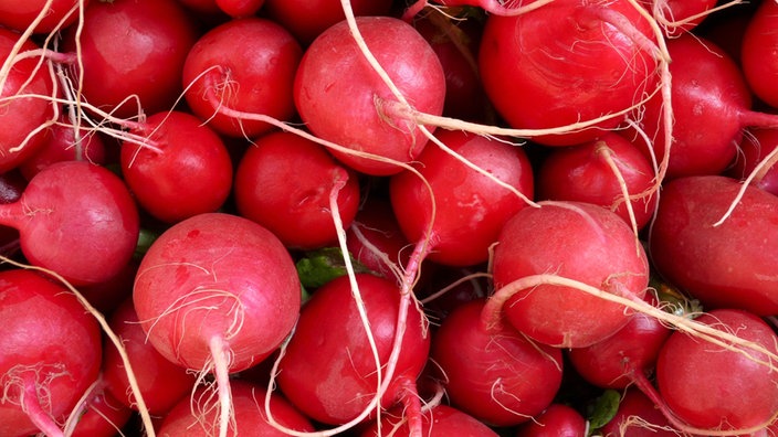 Radieschen wachsen in einem Beet. Die roten Wurzelknollen sind bereits über der Erde zu erkennen.