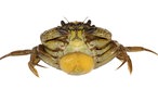 Krabbe (Carcinus maenas) von unten.