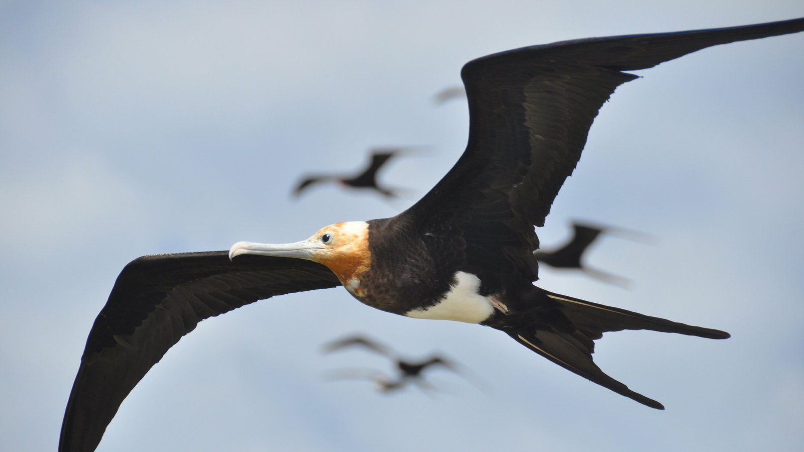 Ein junger Fregattvogel im Flug.