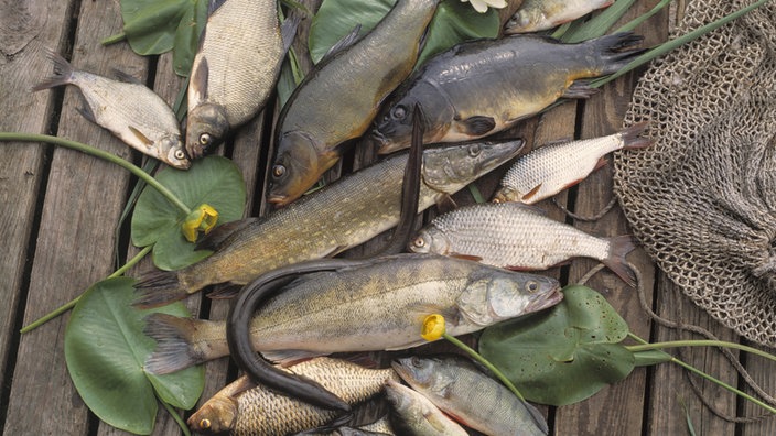 Mehrere unterschiedliche gefangene Fische liegen nebeneinander.