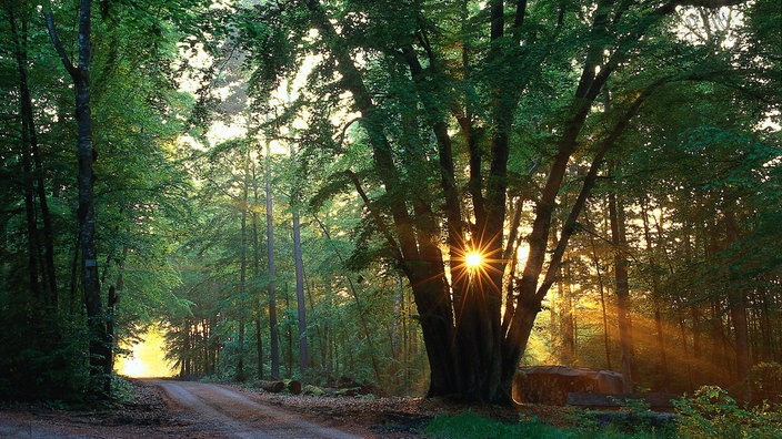 Waldweg mit Sonnenuntergang