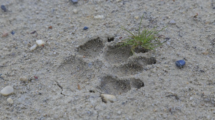 Pfotenabdruck im Sand