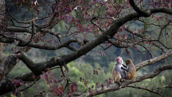 Hongkong: "Country Parks" abseits der Millionenstadt