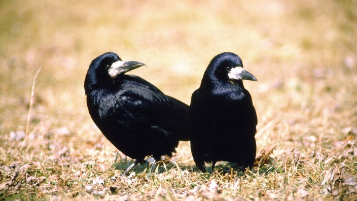 Zwei Krähen im Gras.