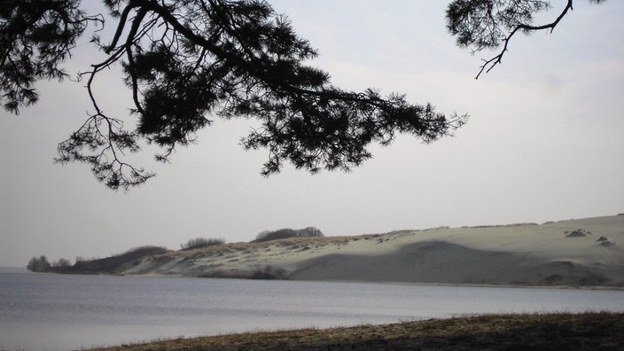 Eine Düne auf der Kurischen Nehrung, im Vordergrund Kiefernzweige.