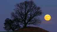 Ein Baum steht auf einem steinzeitliches Grab (Aufnahme bei Vollmond)