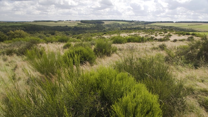 Ginsterbüsche auf der Dreiborner Hochfläche.