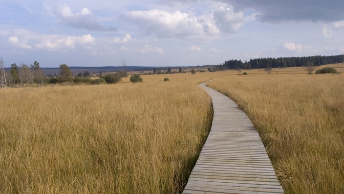 Ein Holzsteg führt durch eine Hochmorrlandschaft.