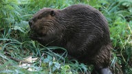 Kanadabiber sitzt am Ufer eines Teichs in Manitoba (Kanada)