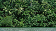 Vegetation am Ufer des Amazonas.