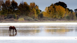 Ein Pferd steht einsam im Flachwasser. Im Hintergrund herbstlich gefärbte Bäume.