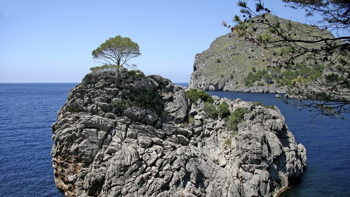 Kiefer auf Felsen im Meer