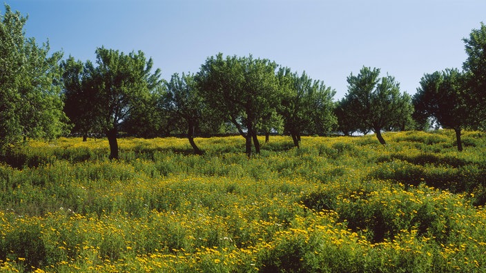 Feld mit Mandelbäumen