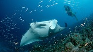 Mantarochen sind für Taucher ein beliebtes Objekt.