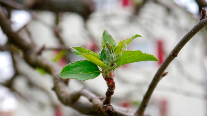 Apfelblüte in Dietersweiler