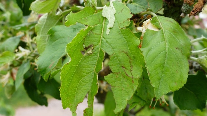 Zerrissene Blätter an einem Apfelbaum.