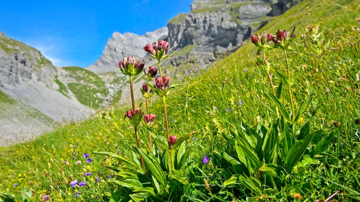 Purpur-Enzian wächst in den Berner Alpen, Schweiz