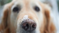 Nahaufnahme von Golden Retriever mit Schnee auf der Schnauze.