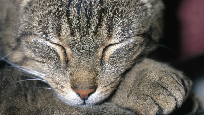 Eine schlafende Katze