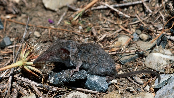 Etrusker-Spitzmaus auf einem Feld