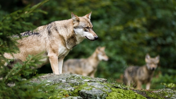 Ein Wolf auf felsigem Untergrund im Wald.