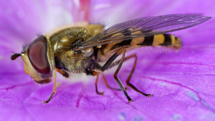 Schwebfliege sitzt auf violetter Blüte