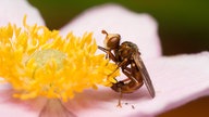 Die Gemeine Breitstirnblasenkopffliege auf einer Blüte