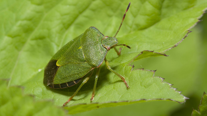 Eine grüne Stinkwanze auf einem Blatt