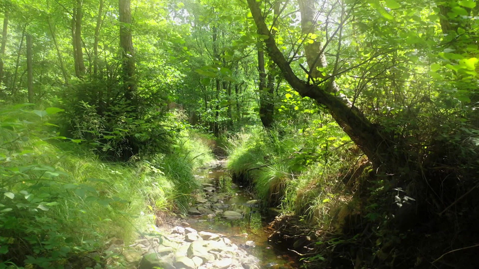 Screenshot aus dem Film "Warum der Wald gut für unser Wohlbefinden ist"