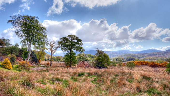 Moor in Irland.