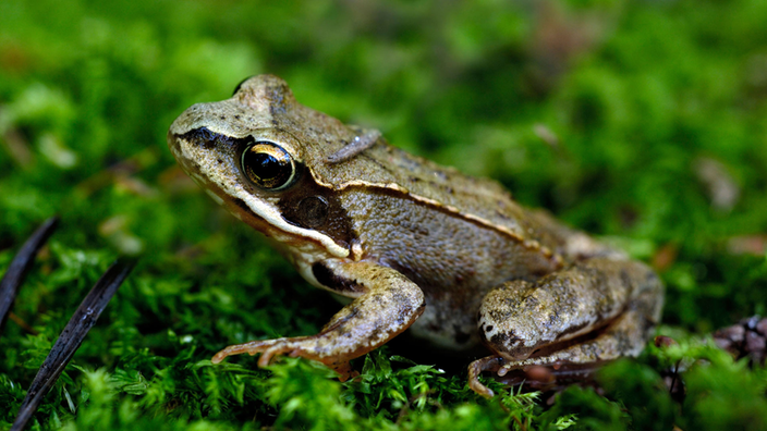 Brauner Moorfrosch.