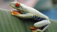 Rotaugenfrosch auf einem Blatt