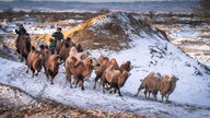 Kameltreiber mit Kamelherde laufen im dünnen Schnee durch die Wüste Gobi.