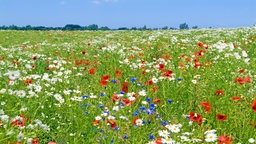 Sommerblumenwiese mit Margeriten, Korn- und Mohnblumen