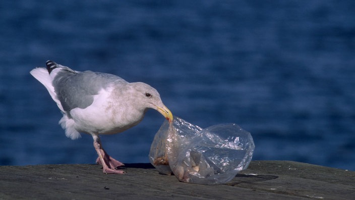 Eine Möwe pickt an einem Plastikbeutel