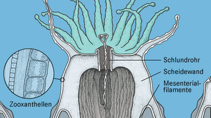 Querschnitt durch einen Korallenpolypen