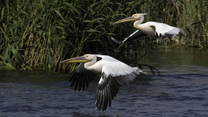 Zwei Rosapelikane im Flug knapp über dem Wasser im Donaudelta.