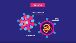 Grafik: Aufbau des SARS-CoV-2.