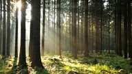 Man befindet sich im Wald und blickt auf zahlreiche Baumstämme, ein paar Sonnestrahlen stehlen sich durch die Äste. 