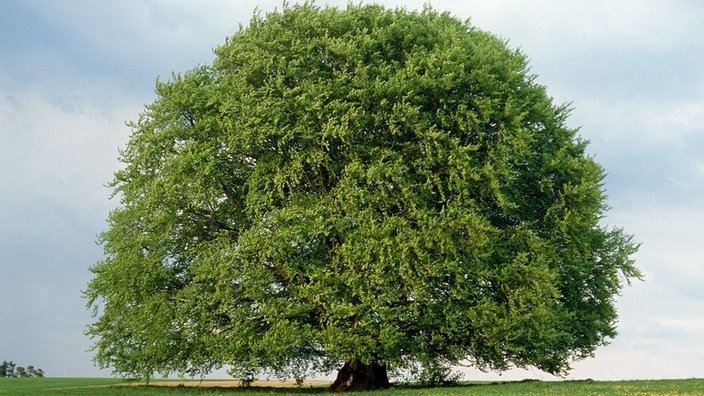 Bavariabuche auf einer Wiese.