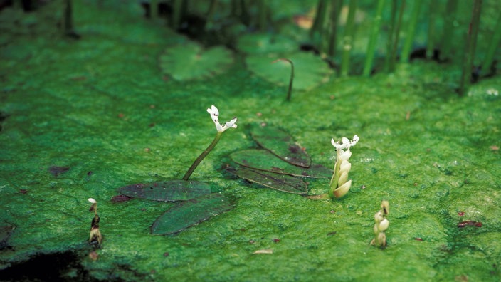 Grünalgenteppich in einem Gartenteich