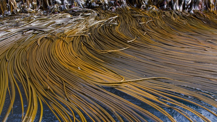 Kelpwald an der Küste der Snares Island, Neuseeland.