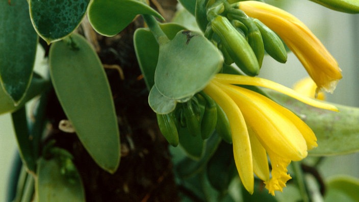 Zwischen grünen, dickfleischigen Blättern sitzen zwei lilienähnliche gelbe Blüten